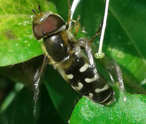 Syrphidae : Scaeva pyrastri